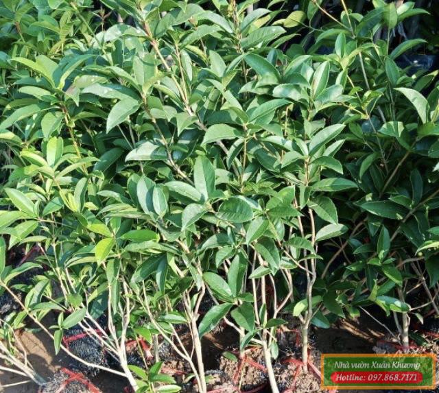 cây hoa mộc hương giống