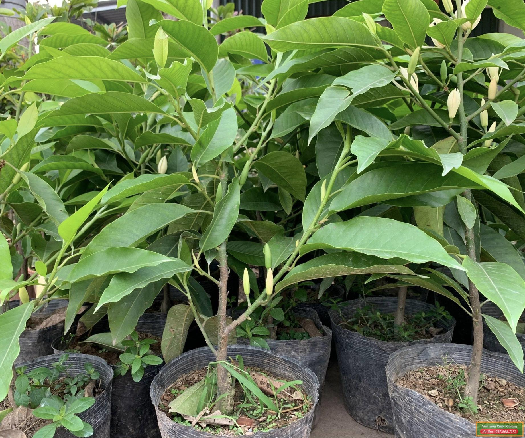 cây hoa ngọc lan giống