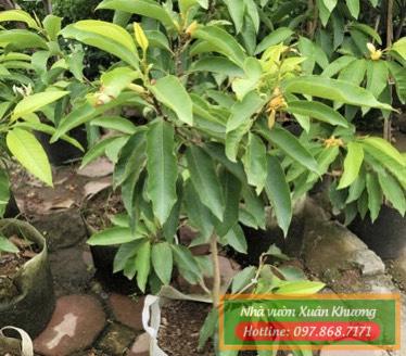 cây hoa ngọc lan vàng giống (1)