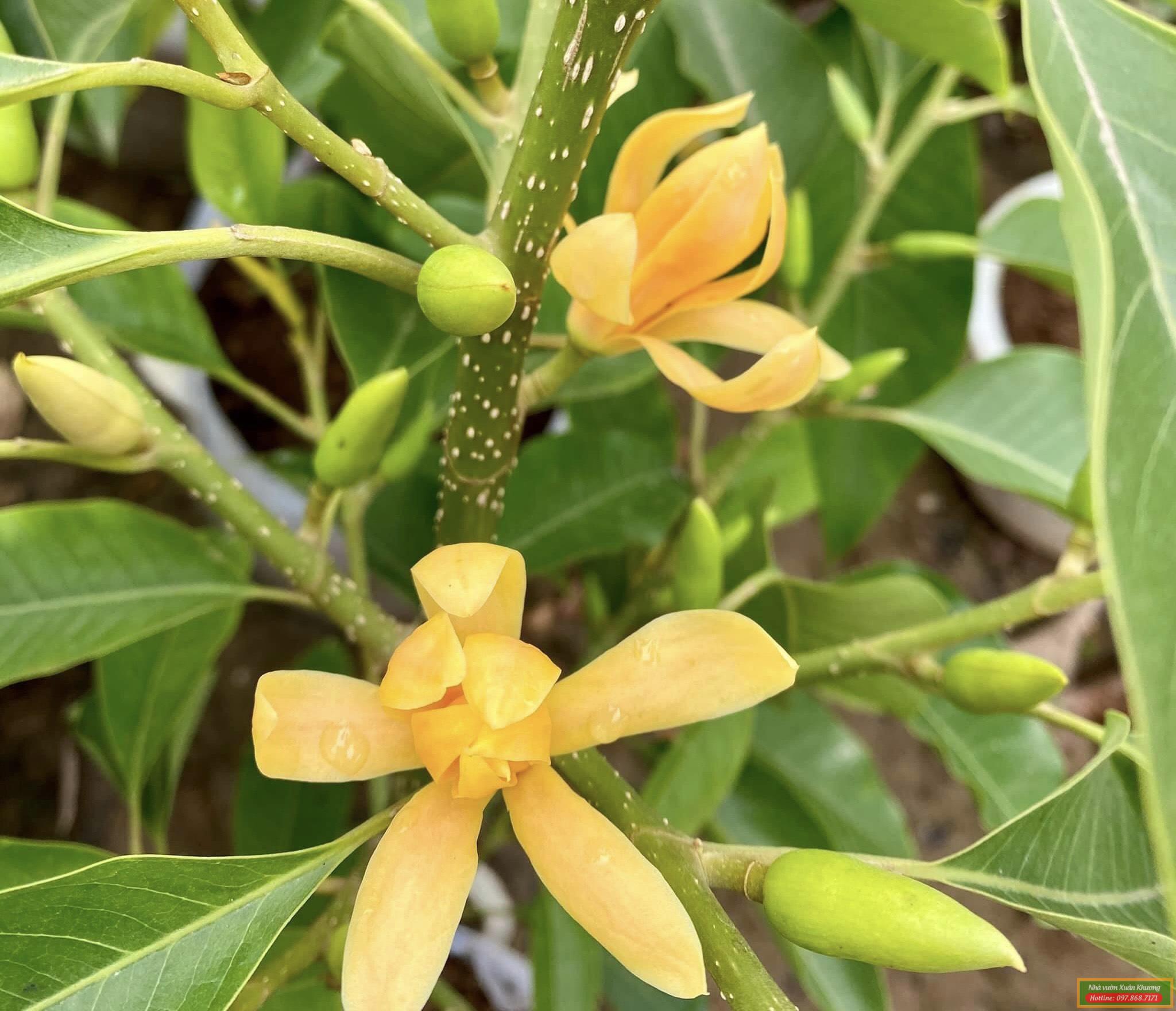 cây hoa ngọc lan vàng