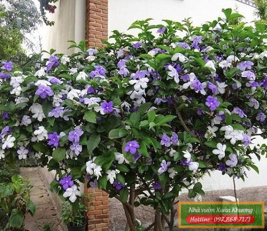 cây hoa nhài nhật (1)