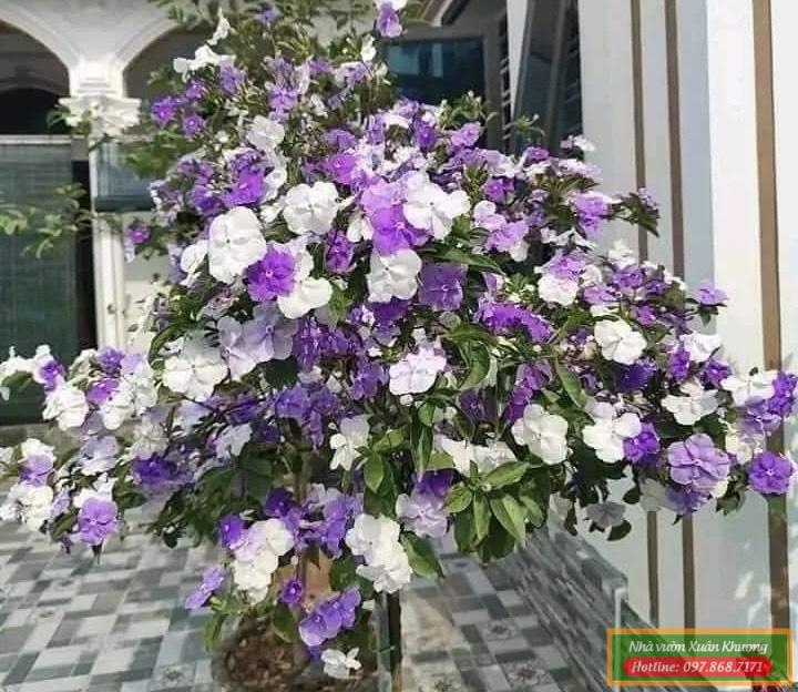 cây hoa nhài nhật (2)