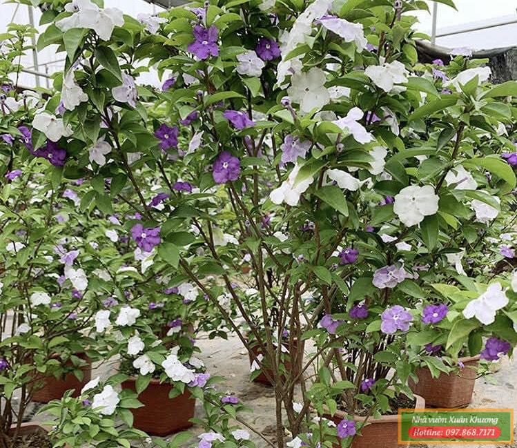 cây hoa nhài nhật (3)