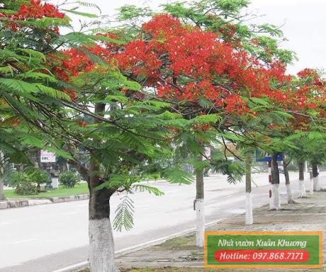 cây hoa phượng vĩ (1)