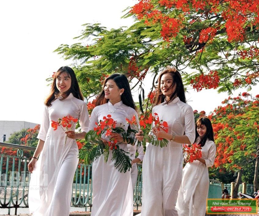 cây hoa phượng vĩ (2)