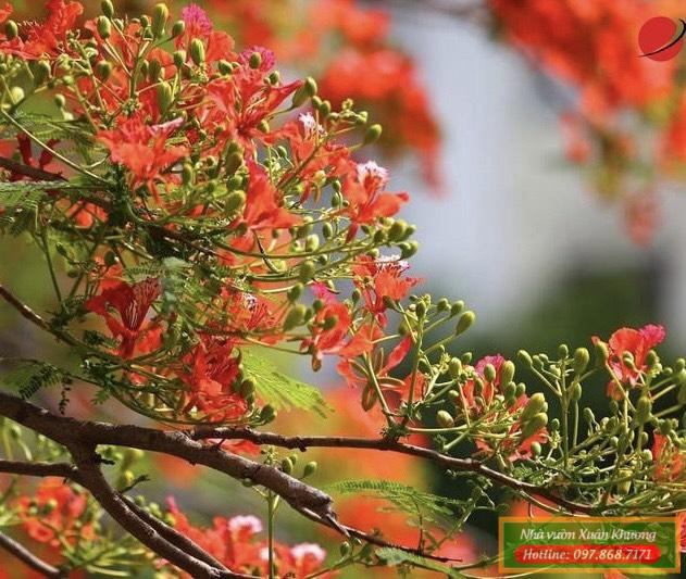 cây hoa phượng vĩ (3)