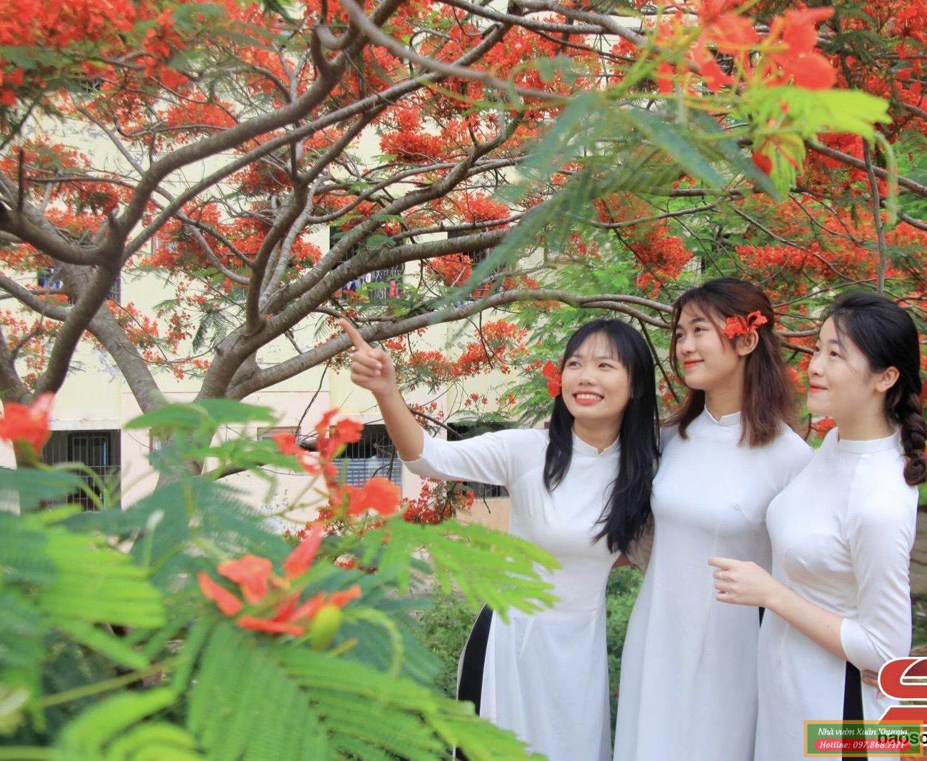 cây hoa phượng vĩ (4)