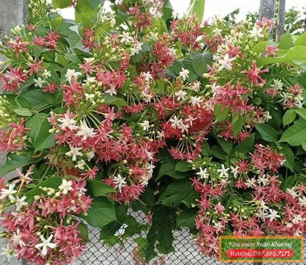 cây hoa sử quân tử (1)