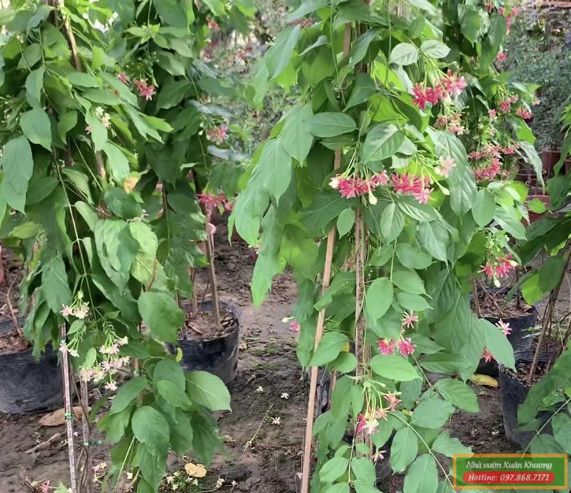 cây hoa sử quân tử (3)