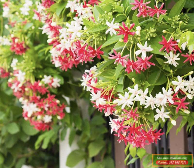 cây hoa sử quân tử (4)