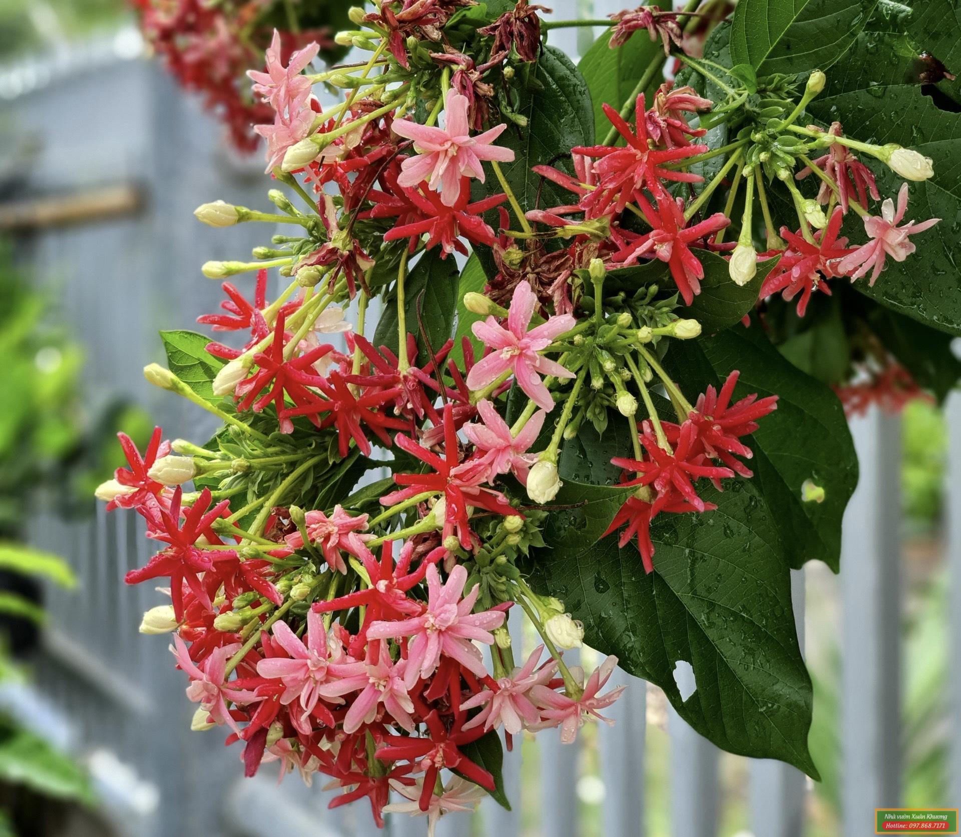 cây hoa sử quân tử (5)