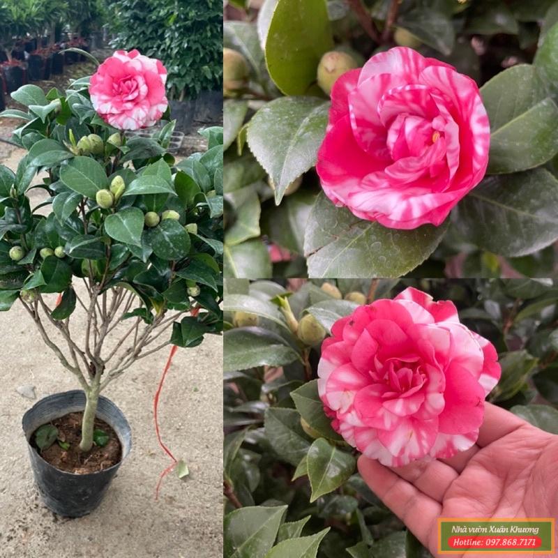 cây hoa trà my song hỷ