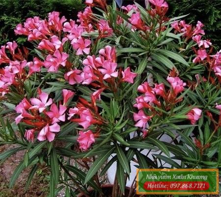 cây hoa trúc đào (1)