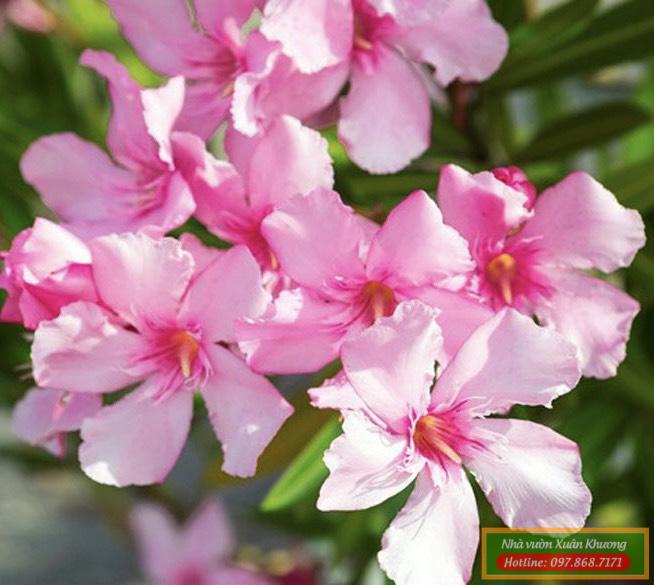 cây hoa trúc đào (3)