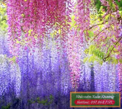 cây hoa tử đằng (2)