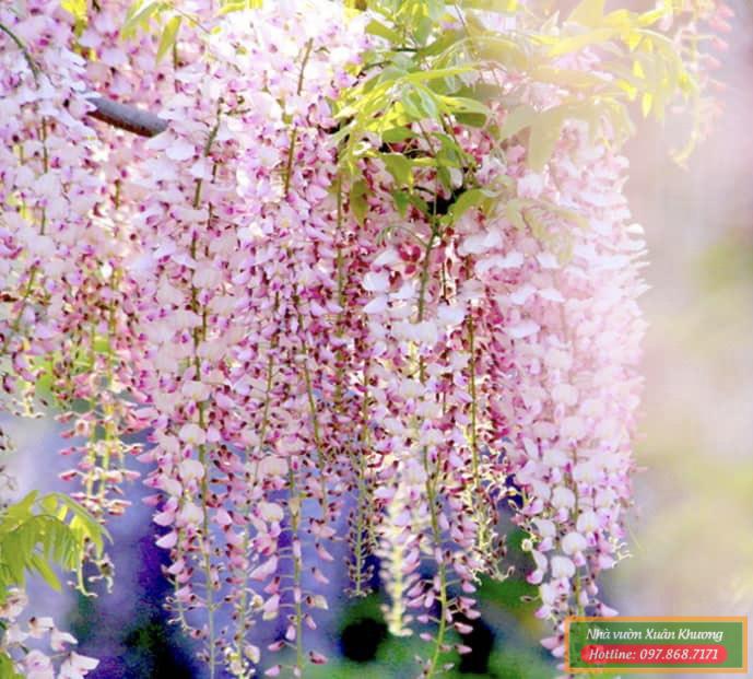 cây hoa tử đằng hồng 1