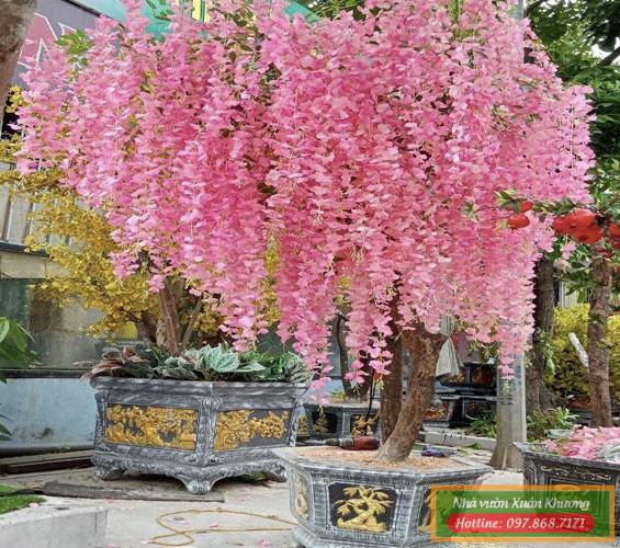 cây hoa tử đằng hồng