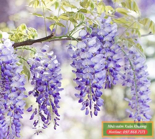 cây hoa tử đằng tím