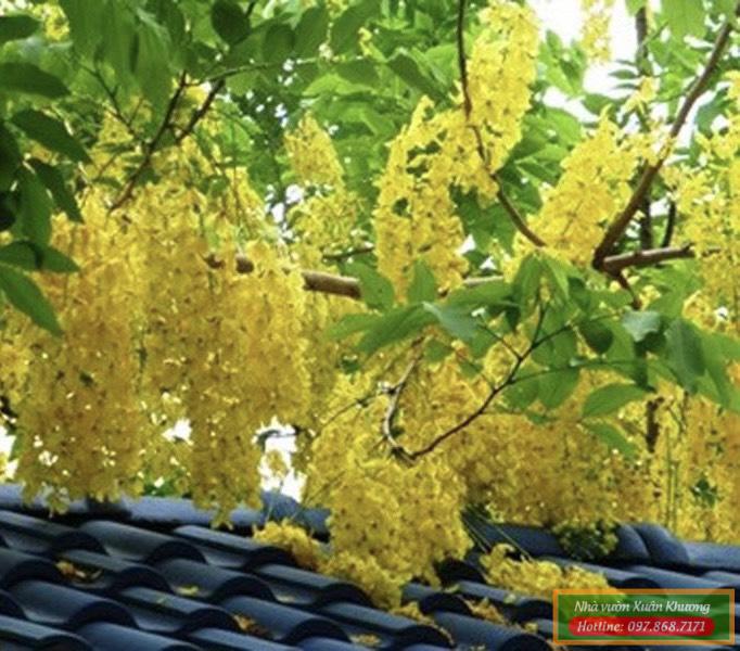 cây hoa tử đằng vàng