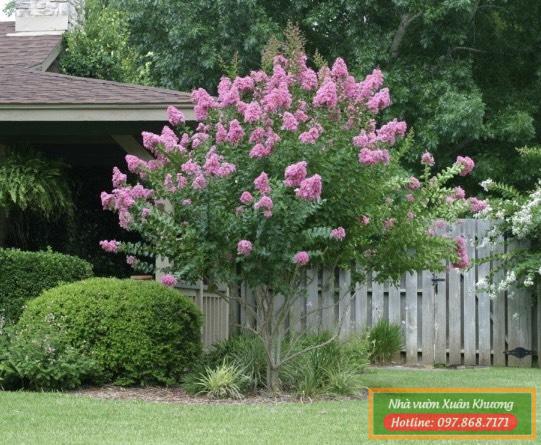 cây hoa tường vi (1)