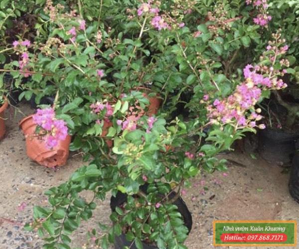 cây hoa tường vi giống