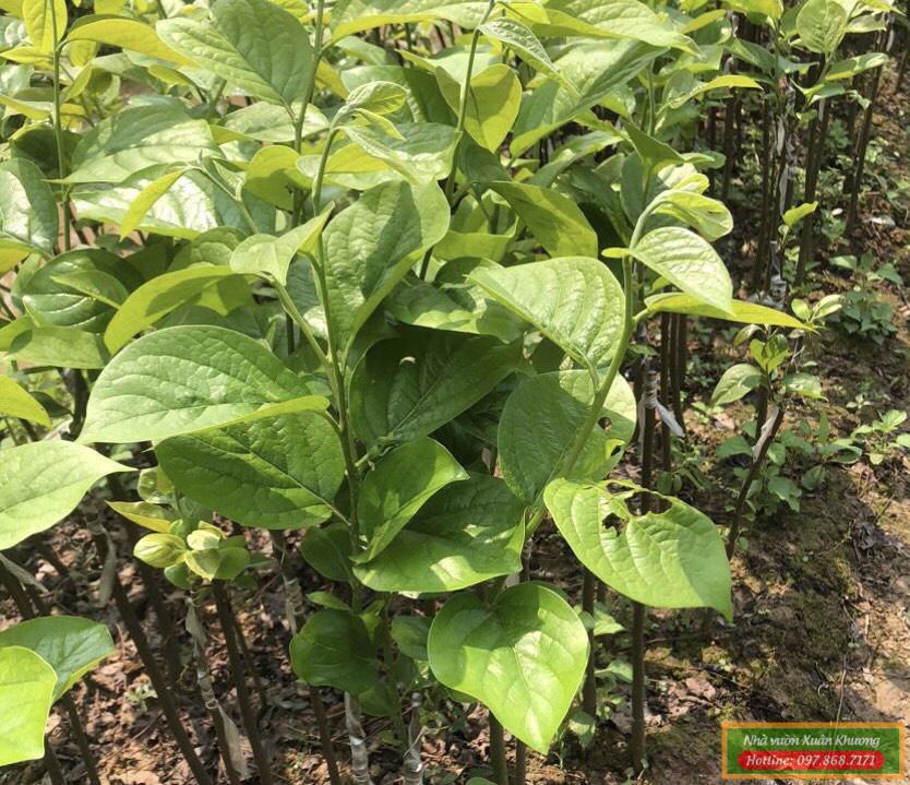 cây hồng da tre giống