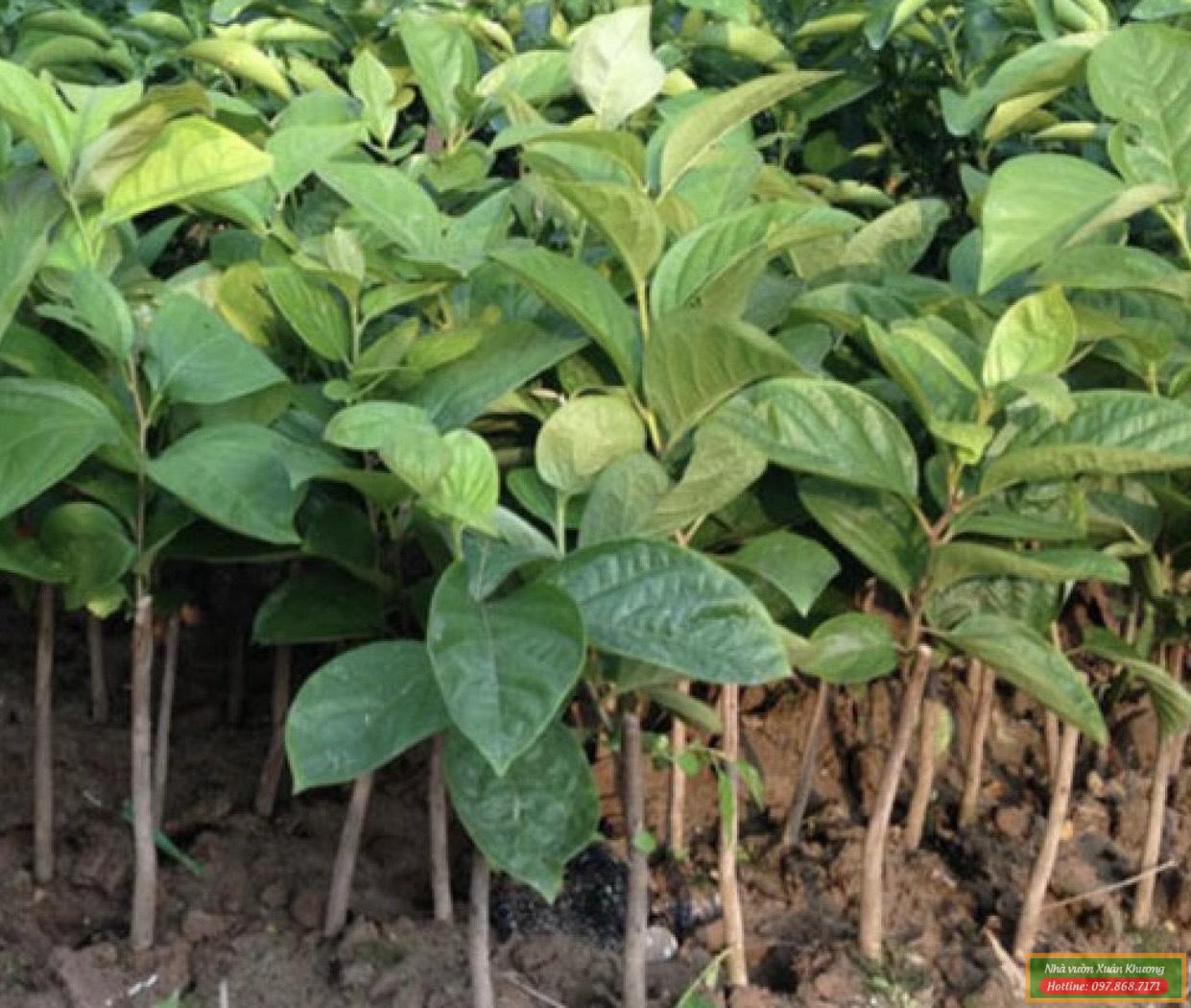 cây hồng giòn giống