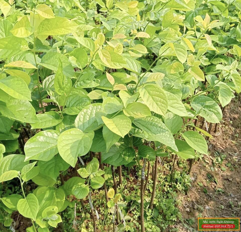 cây hồng giòn nhật bản giống (2)