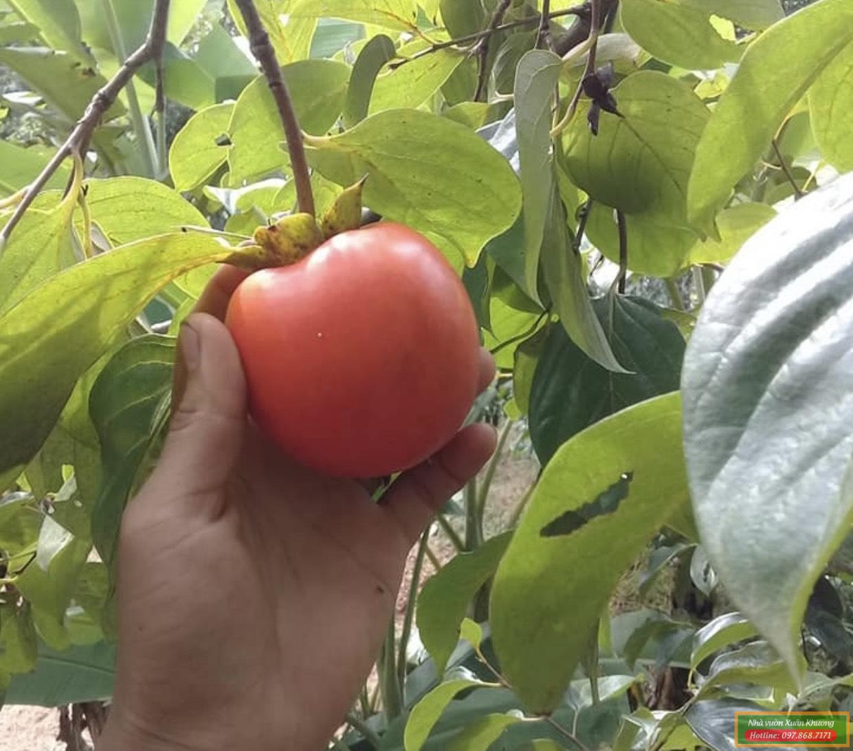 cây hồng nhân hậu