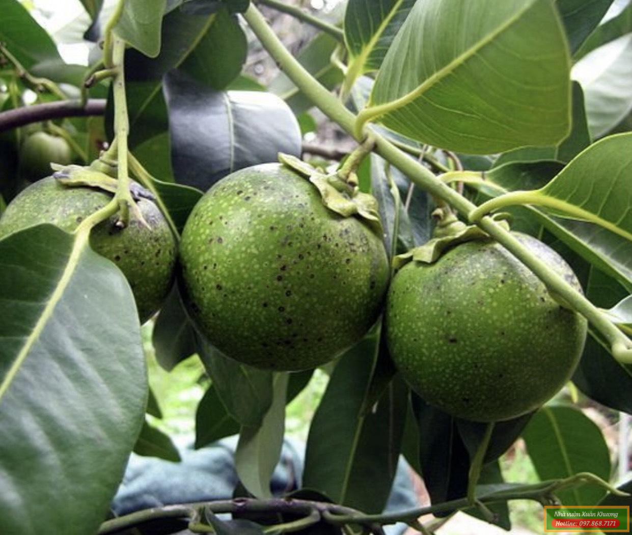 cây hồng socola có quả
