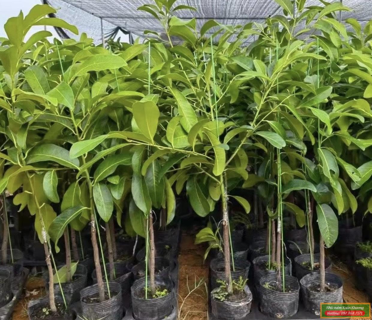 cây hồng socola giống (2)