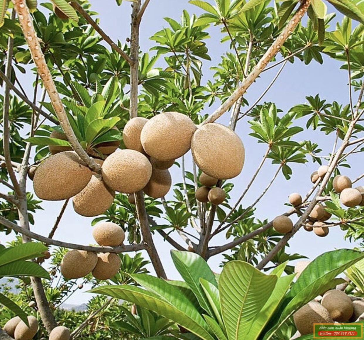 cây hồng xiêm ruột đỏ khổng lồ thái lan