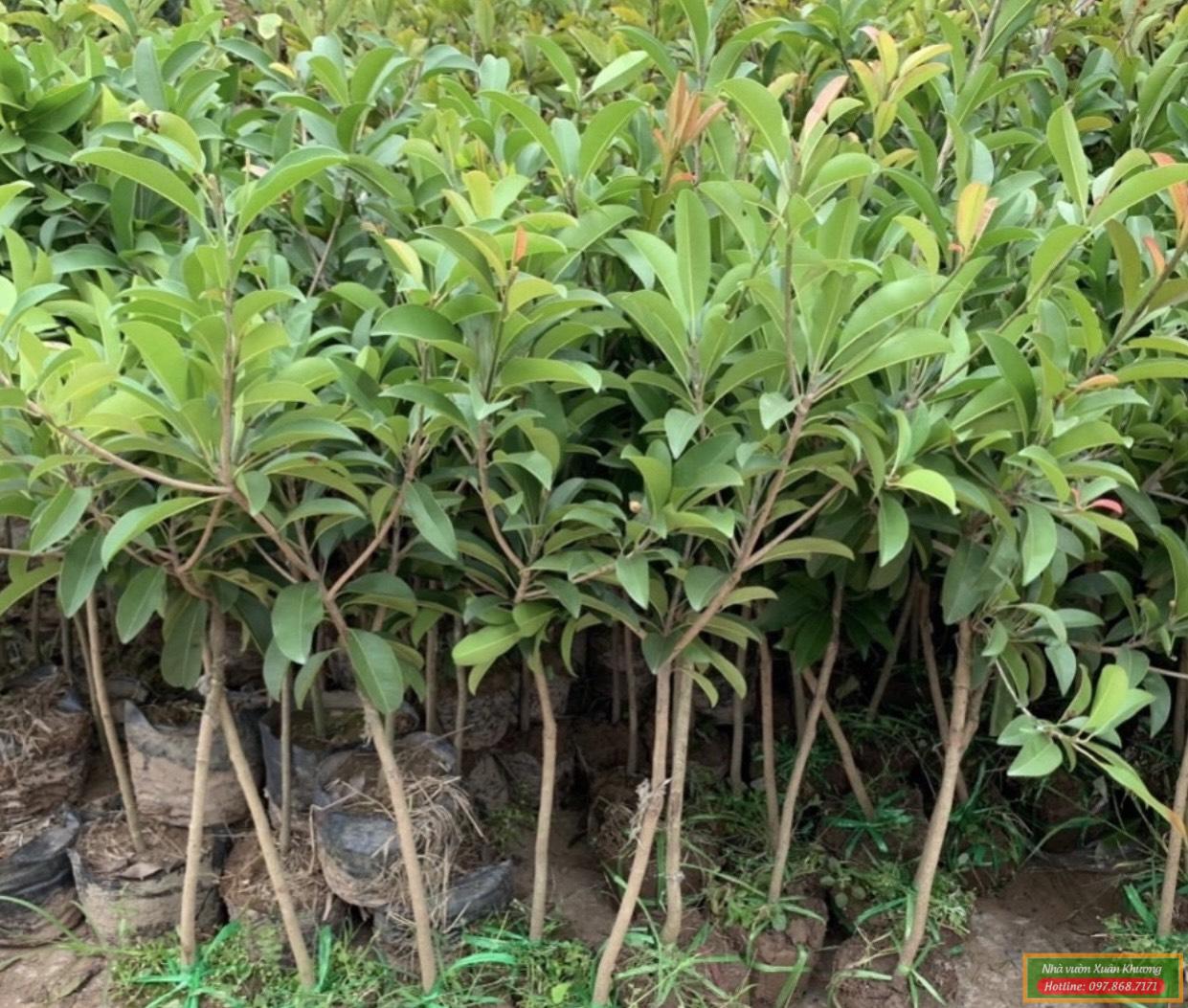 cây hồng xiêm xoài giống