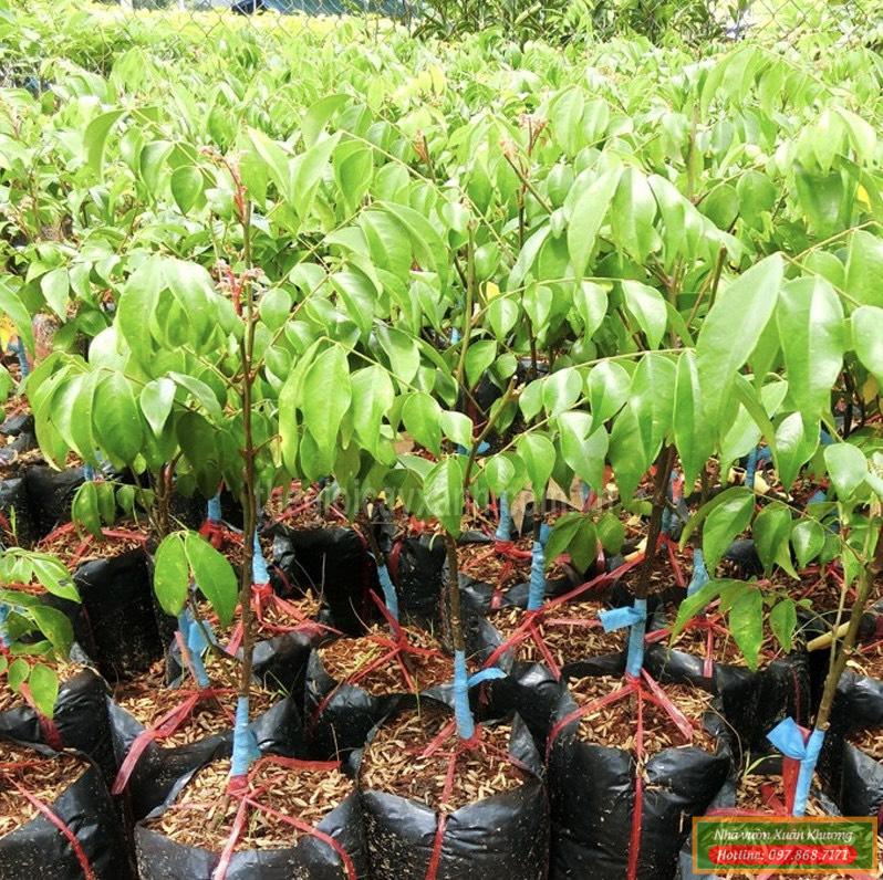 cây khế đài loan giống