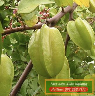 cây khế ngọt