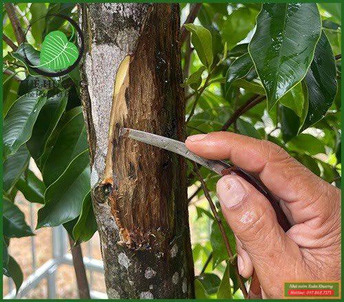 cây kỳ hải nam (1)