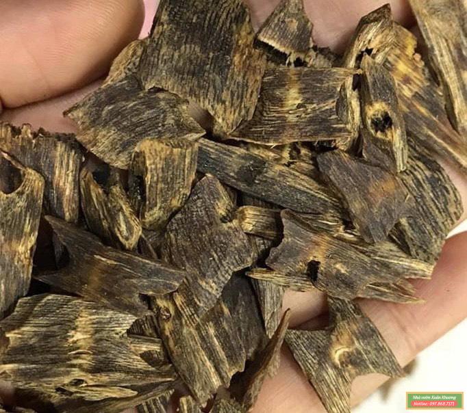 cây kỳ hải nam (3)