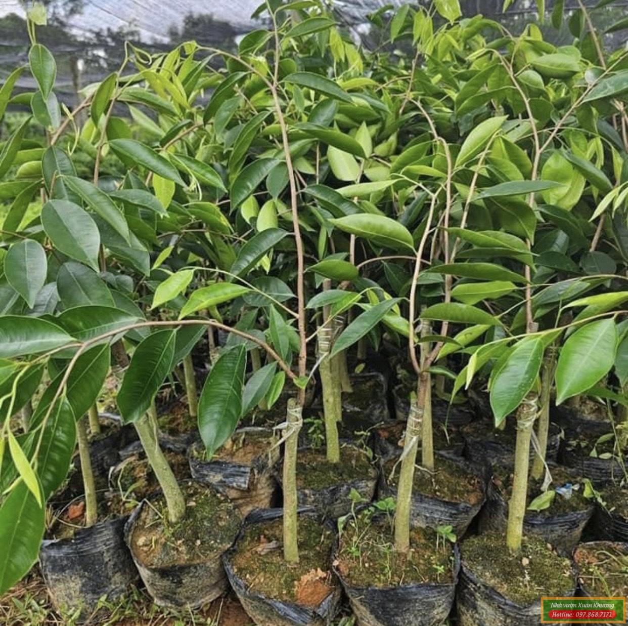 cây kỳ hải nam giống #nhavuonxuankhuong