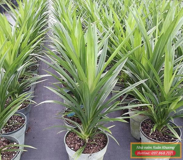 cây lá nếp (2)