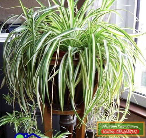 cây lan bạch chỉ đẹp (1)