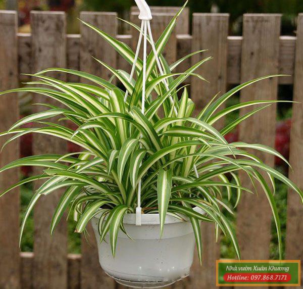 cây lan bạch chỉ đẹp (3)