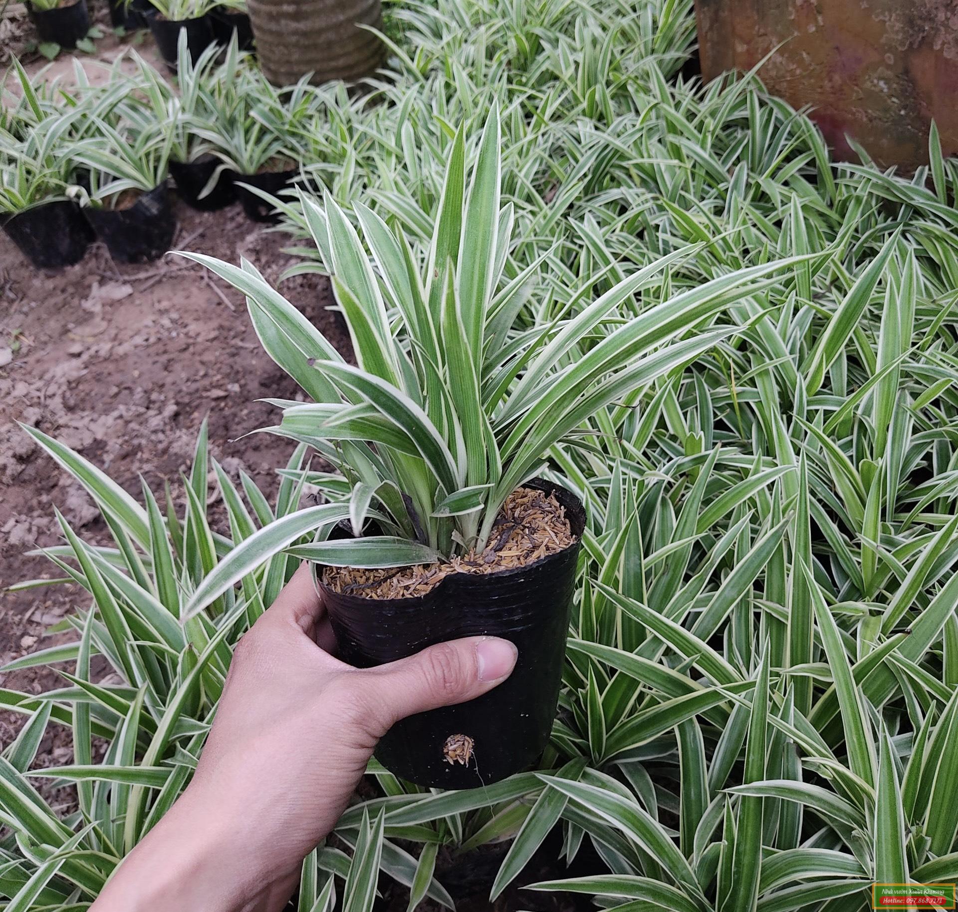 cây lan bạch chỉ đẹp (4)