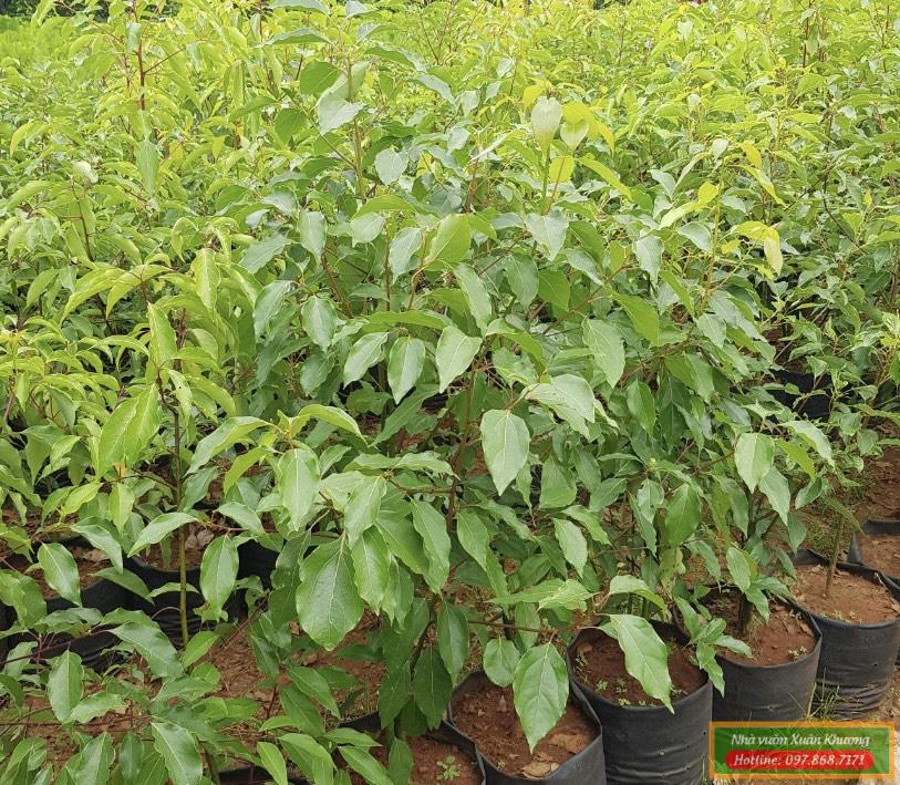 cây laong não giống (1)