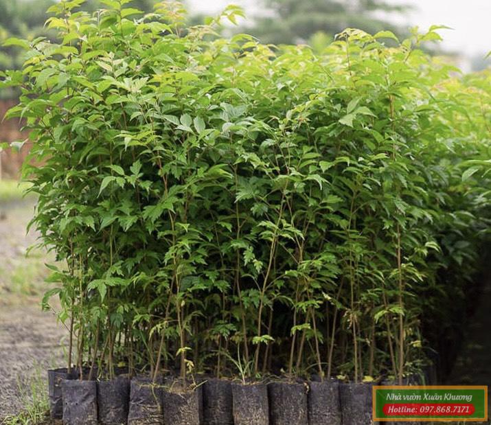 cây lát hoa giống