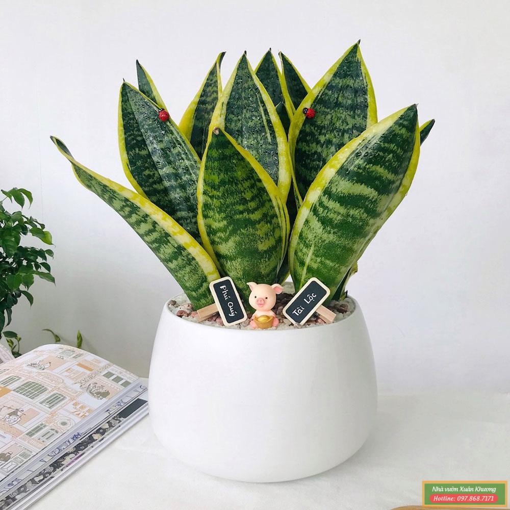 cây lưỡi hổ (1)