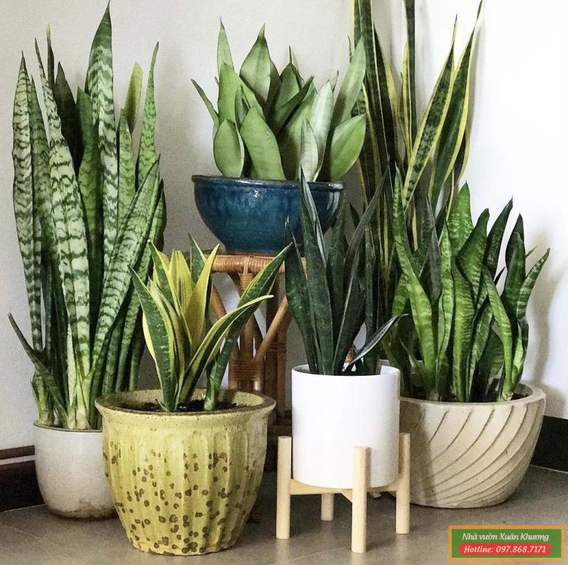 cây lưỡi hổ (3)