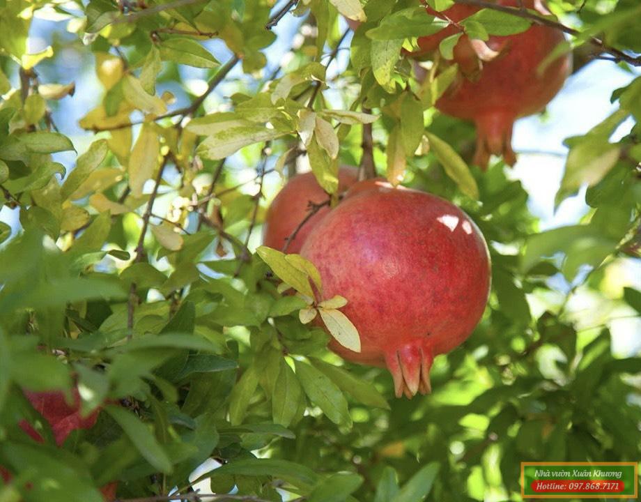 cây lựu cao sản đài loan (1)