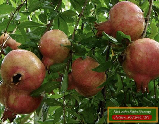 cây lựu cao sản đài loan 7