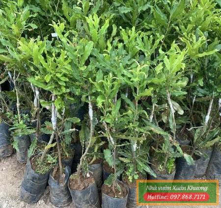 cây mắc ca giống