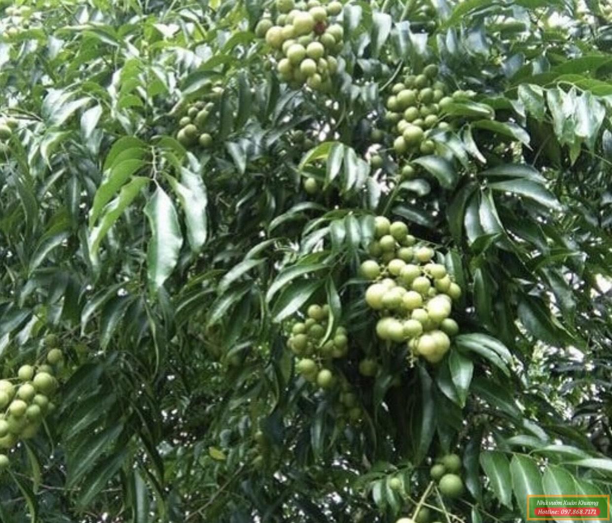 cây mắc mật đang có quả